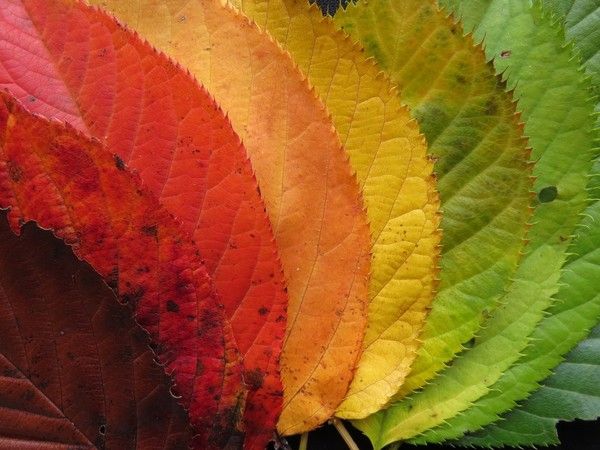 L'AUTOMNE