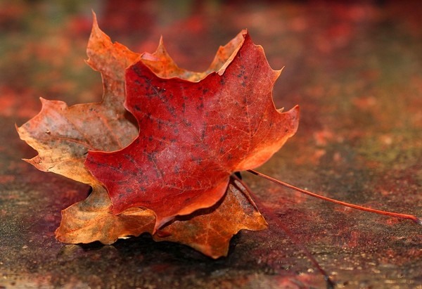 L'AUTOMNE