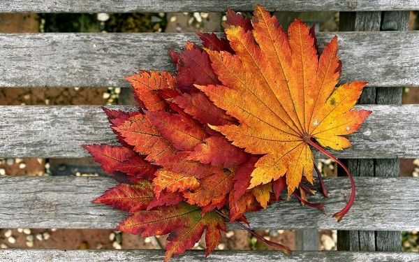 L'AUTOMNE