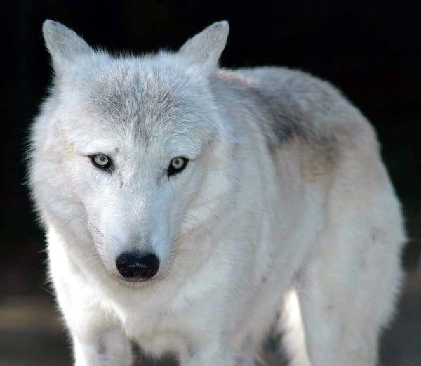 LES LOUPS ET INDIENS