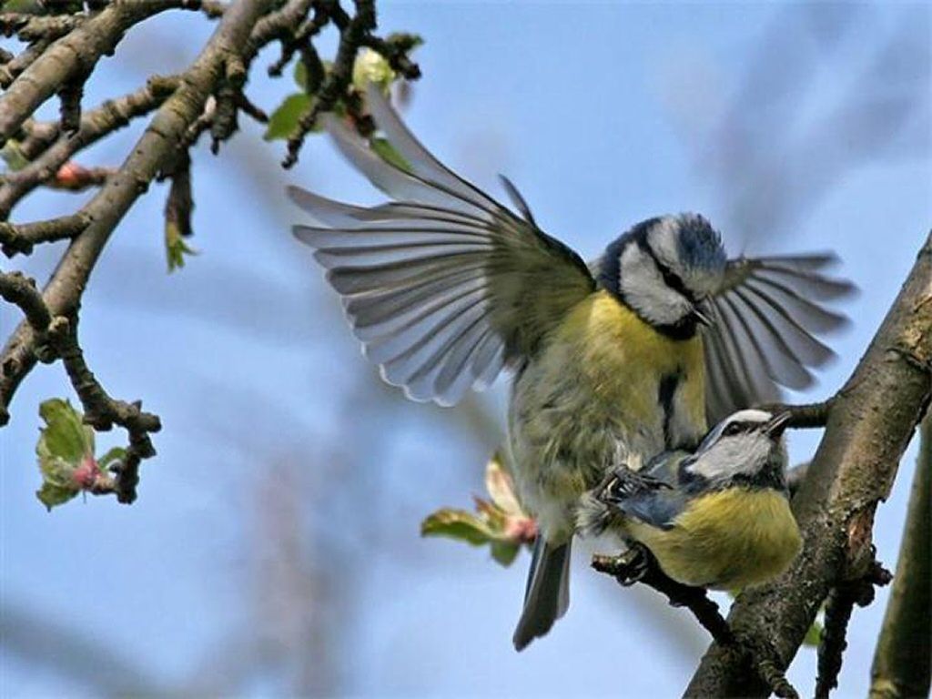 LES OISEAUX