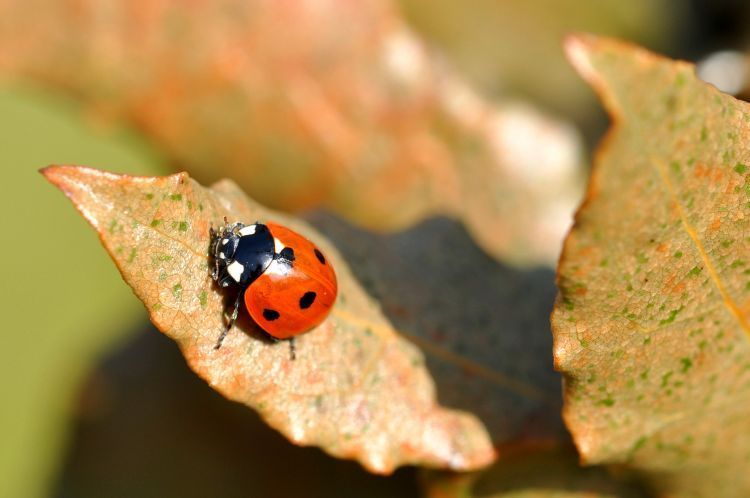 LES COCCINELLES