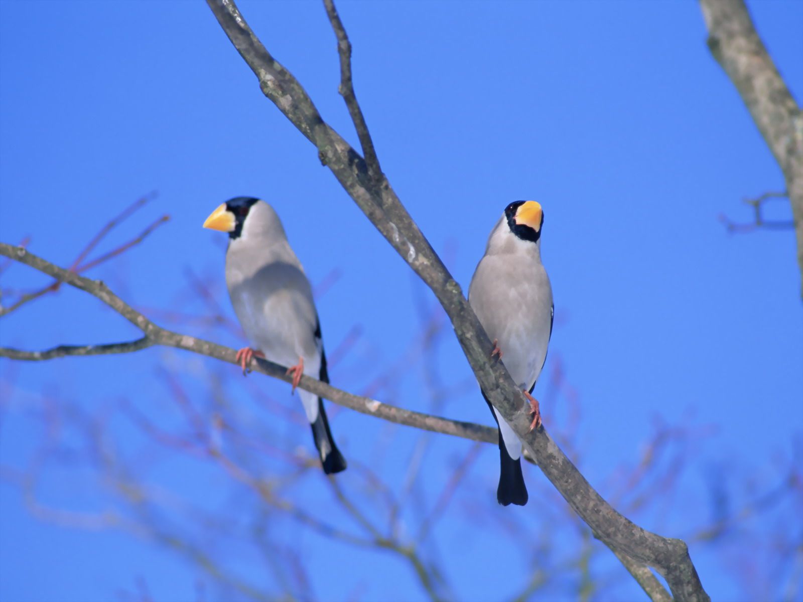 LES OISEAUX