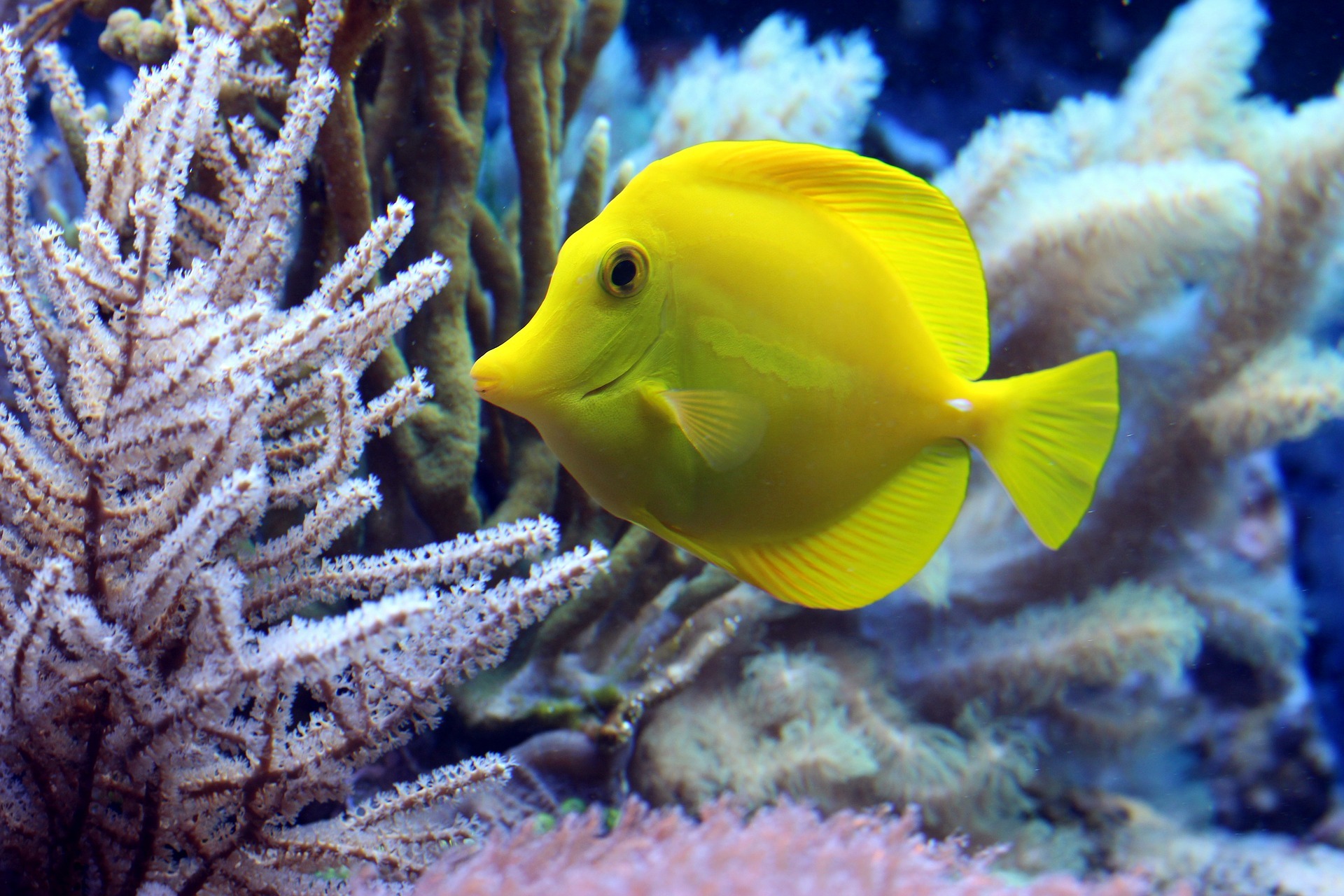 LES POISSONS