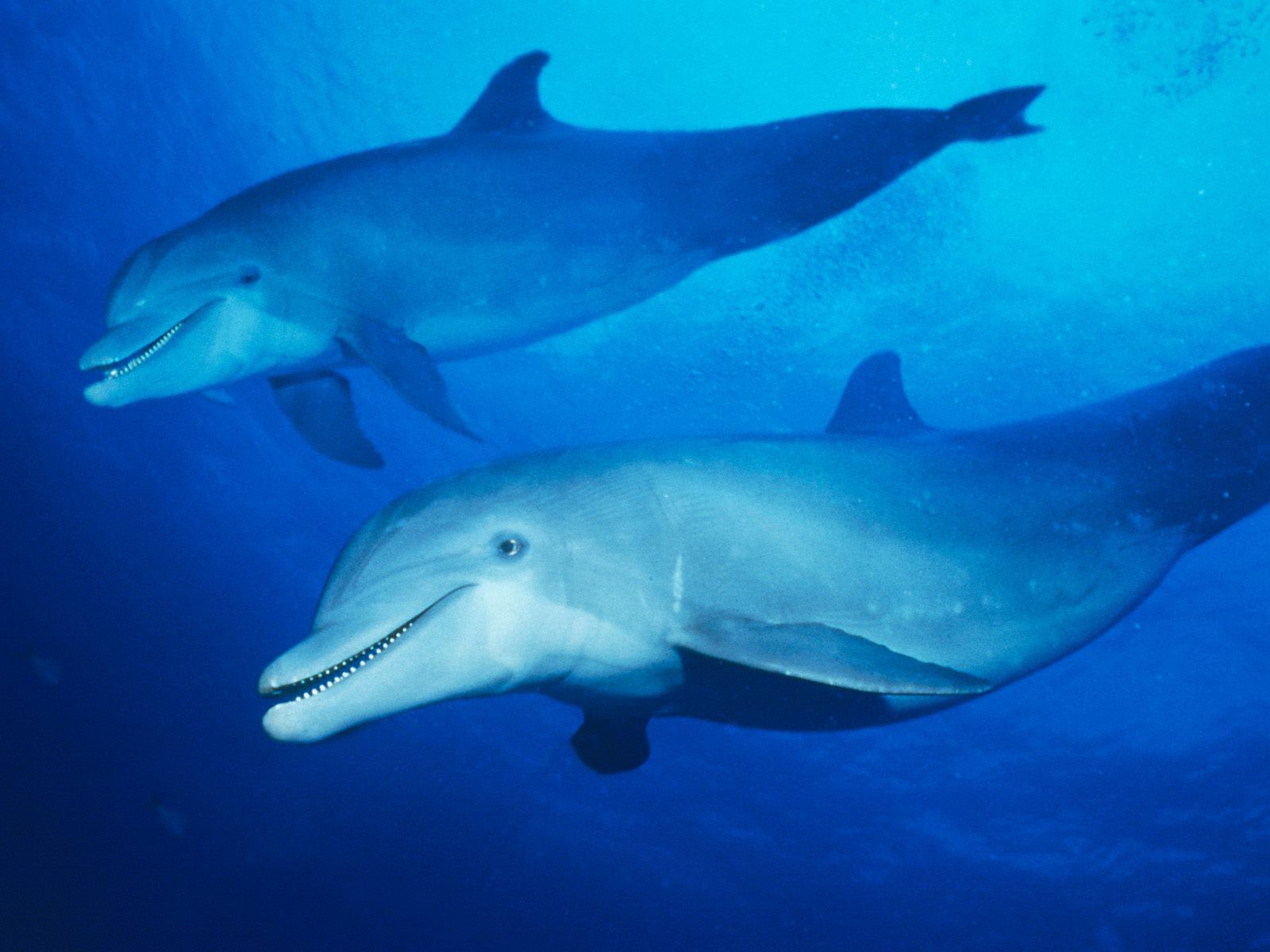 Les Dauphins