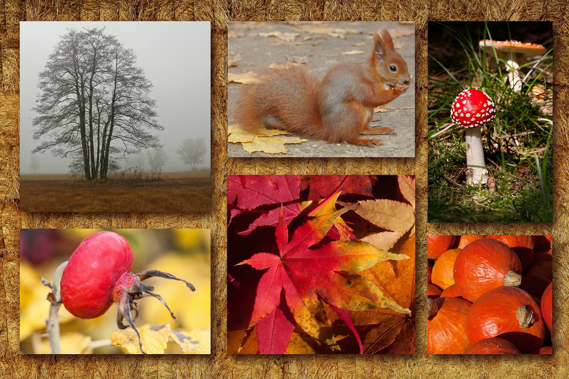 les animaux