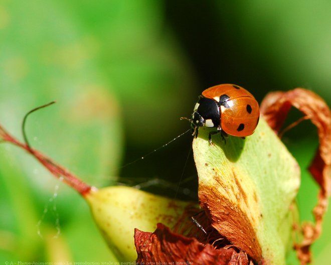 LES COCCINELLES