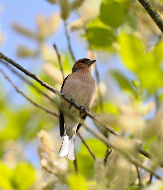 LES OISEAUX