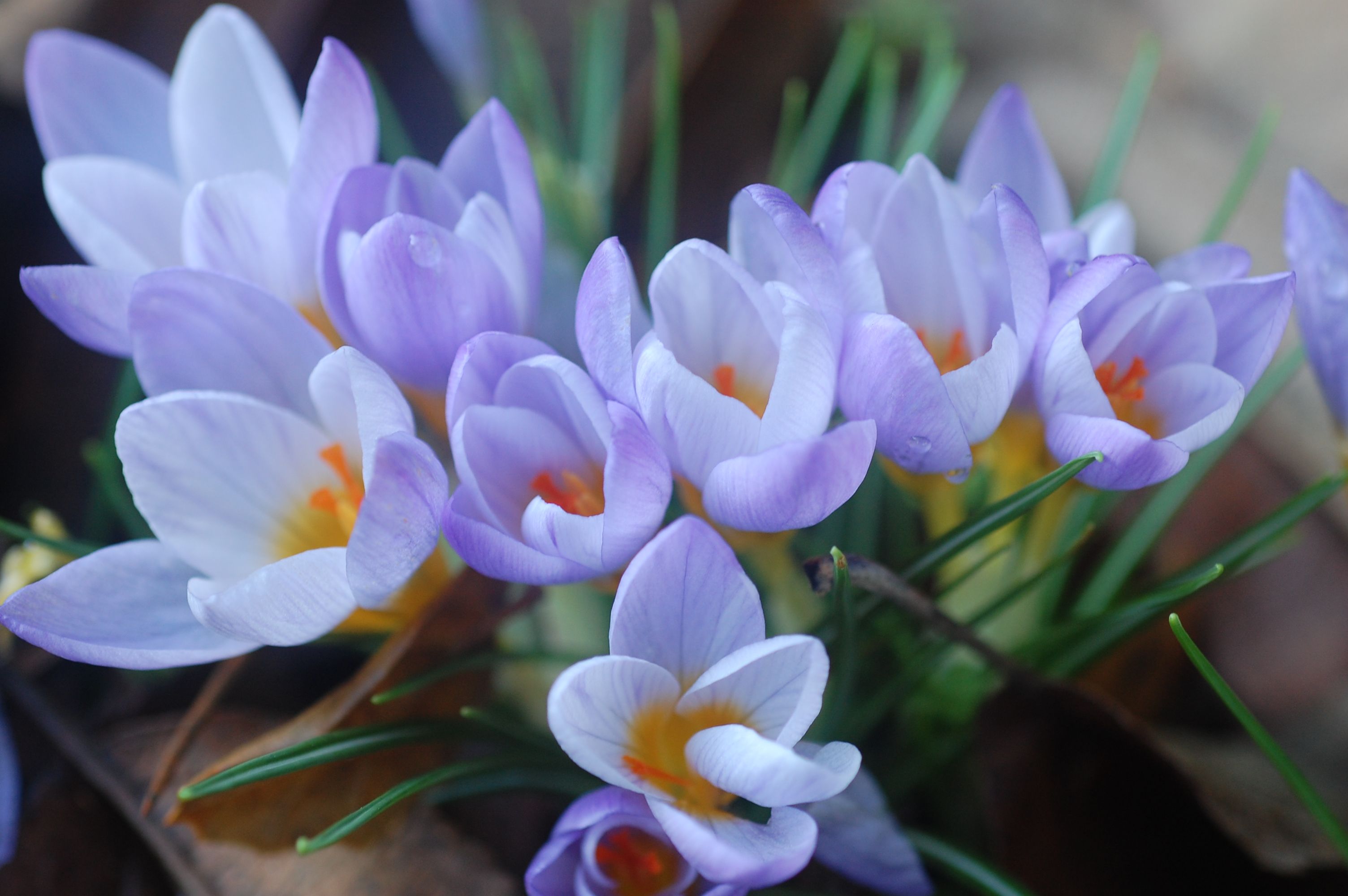 LES FLEURS