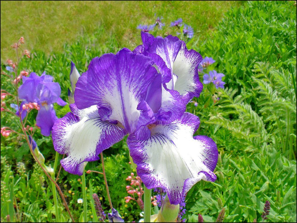 LES FLEURS