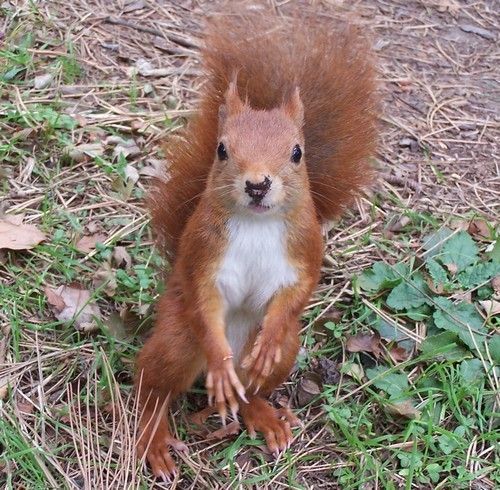 LES ANIMAUX