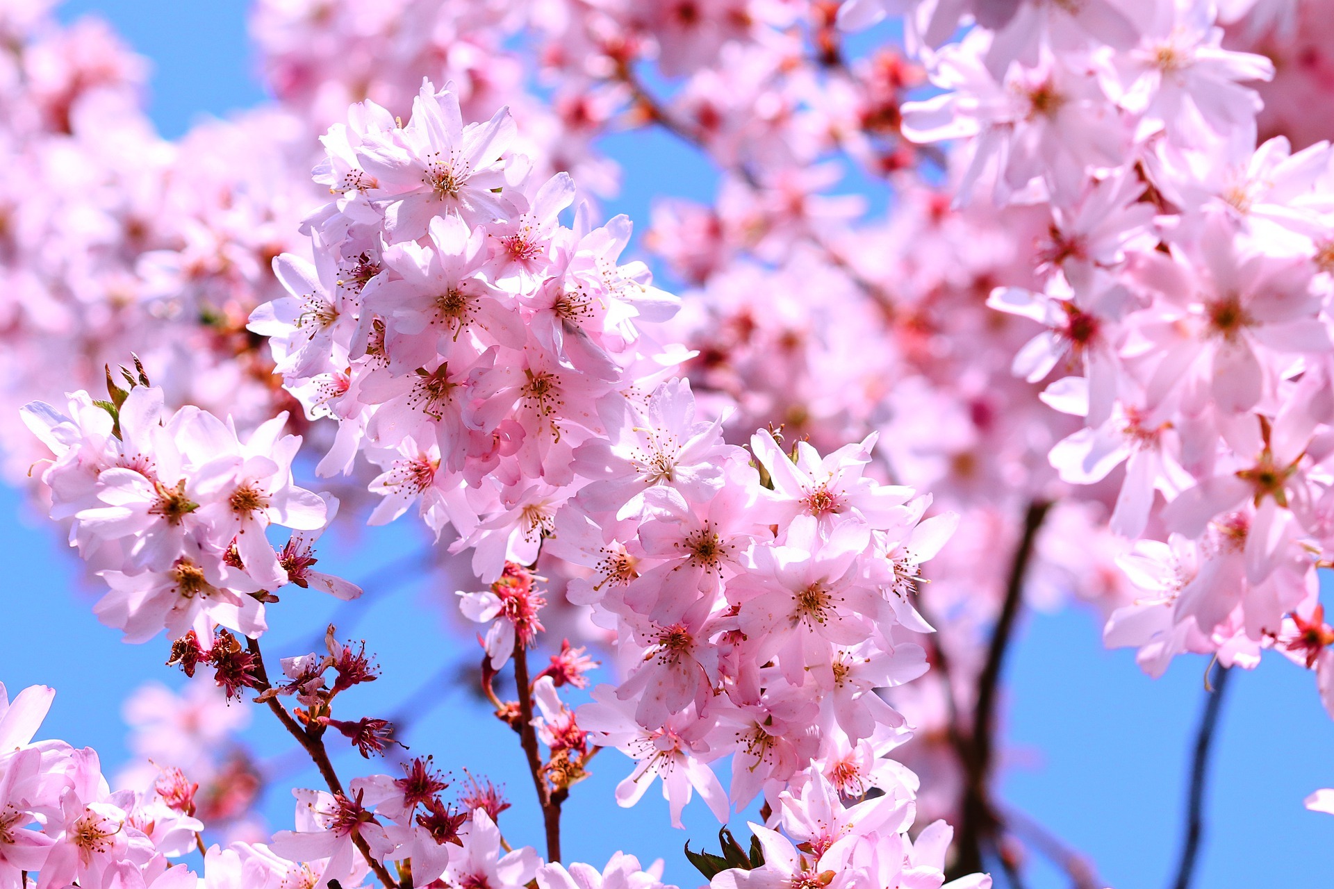 LE PRINTEMPS LE PRINTEMPS