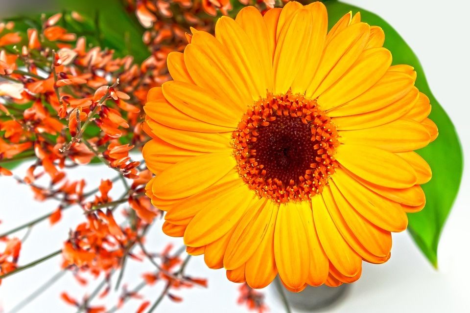 LES FLEURS